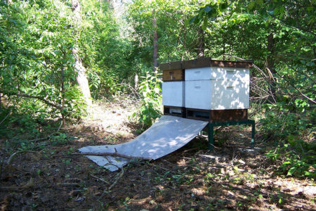 Bienenbeute Standort